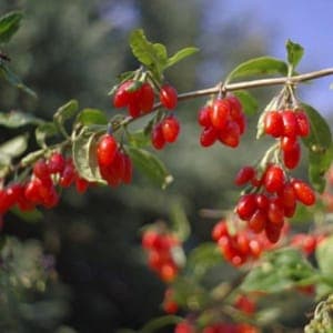 Plant de petit fruit - GOJI