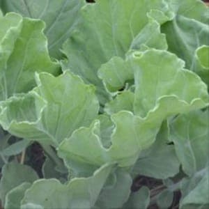 chou KALE