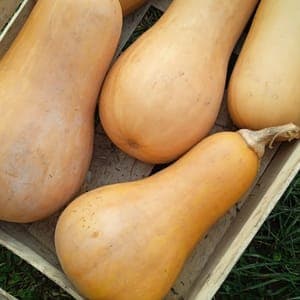 Butternut