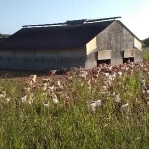 A Poulet découpé en morceaux