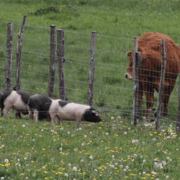 GAEC DE LA VACHE NOIRE #5