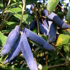 Arbres aux haricots bleus