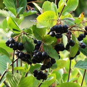 Aronia - Nero