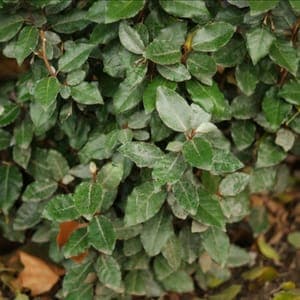 Eleagnus xs Ebbingei