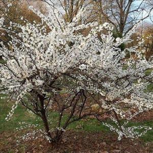Ragouminier - cerisier nain (du Nakin)