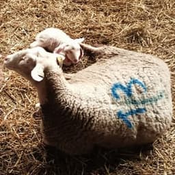 La Ferme Des Vilains #0