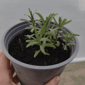 Plant potager ESTRAGON