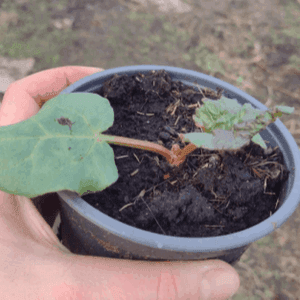 Plant potager RHUBARBE