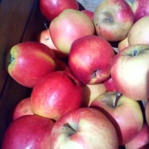 Pommes Jubilé