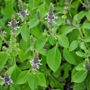 Plant de Basilic tulsi (ou basilic sacré)