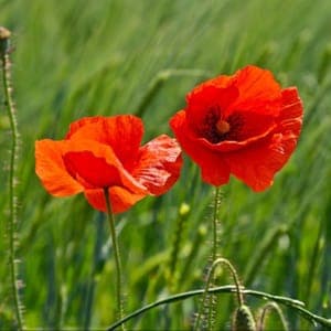 Plant de Coquelicot