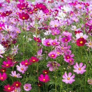 Plant de Cosmos en mélange