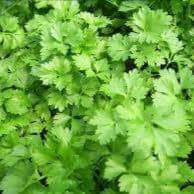 Plants
