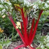 Plant de blette rouge