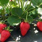 Plant de fraisier non remontant