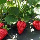 Plant de fraisier remontant