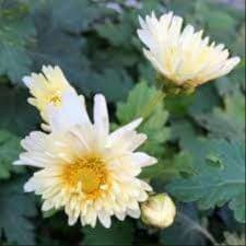 chrysanthème 'ju hua'