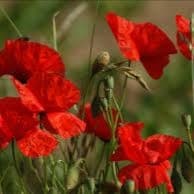 coquelicot