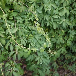 Akebia quinata (alba)