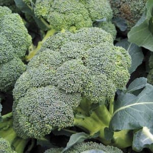 Plant de Chou brocoli 'Covina F1' DISPO DEBUT JUIN