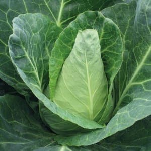 Plant de Chou pointu 'Cœur de Bœuf des vertus'