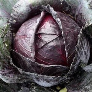 Plant de Chou rouge 'Tête Noire'