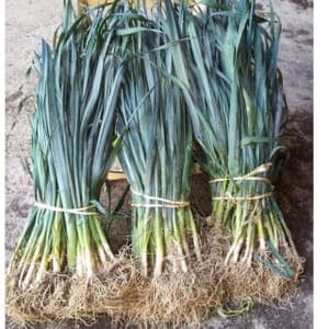 Plant de Poireaux 'Géant d'Hiver' DISPO JUIN