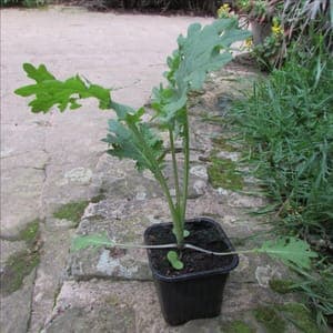 Chou kale "Sibérien"