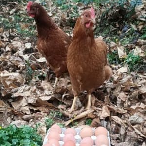 Oeufs bio
