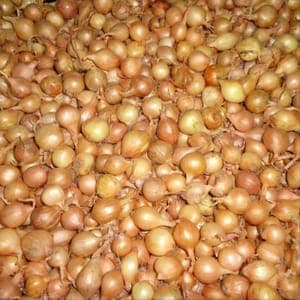 Semence Oignons en bulbilles (Sturon)