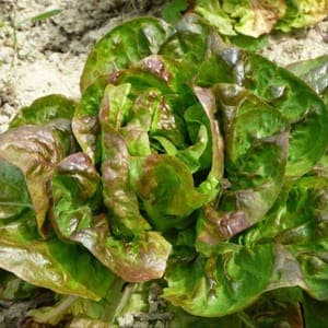 Salade