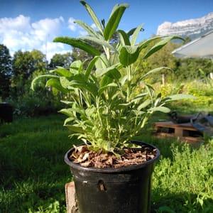 Plant de sauge officinale AB