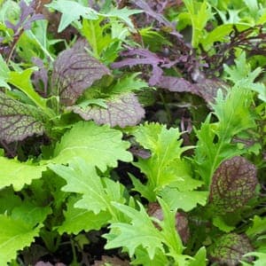 Mesclun de verdures asiatiques