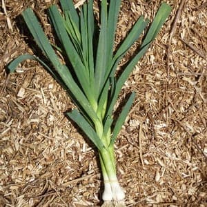 Aillet - botte