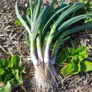 Ail nouveau 