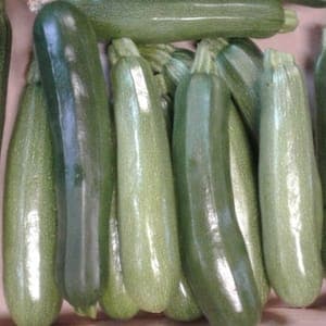 Courgette verte