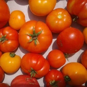 Tomates