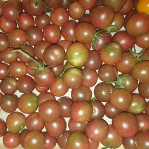Tomate cocktail