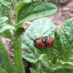 Logo de Panier du jeudi bis. Jardin la goutte d'Aude