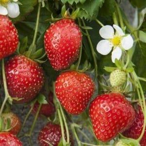 Plant de fraisier Cirafine