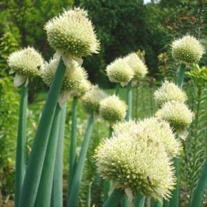 Plant Aromatique Ciboule Blanche (Lourdes)