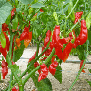 Plant Piment Végétarien (Lourdes)