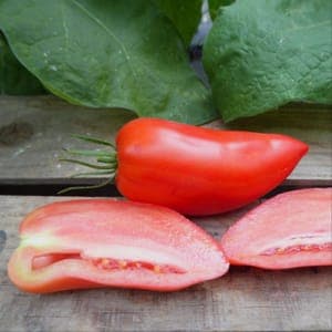 Plant Tomate Andine Cornue Anca (Lourdes)