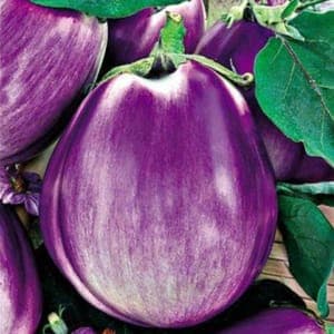 Plant Aubergine Beatrice F1 (Lourdes)
