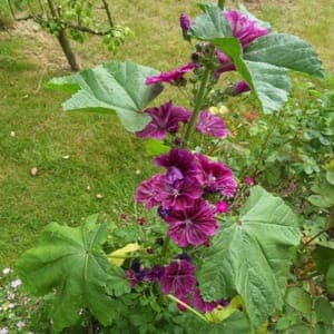 Plant Fleur Mauve de Mauritanie (Lourdes)