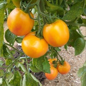 Plant Tomate Orange Dad's Sunset (Lourdes)