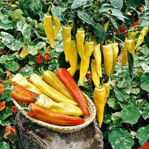 Plant Poivron Pinokkio (Lourdes)