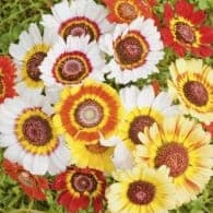 Plant Fleur Chrysanthème (Lourdes)