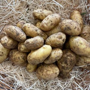 Pomme de terre Nouvelle