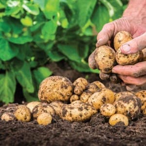 Pommes de terre nouvelles